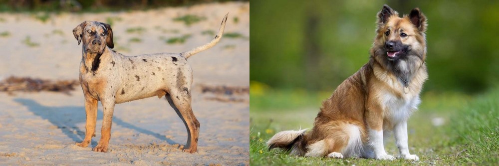 Icelandic Sheepdog vs Catahoula Cur - Breed Comparison