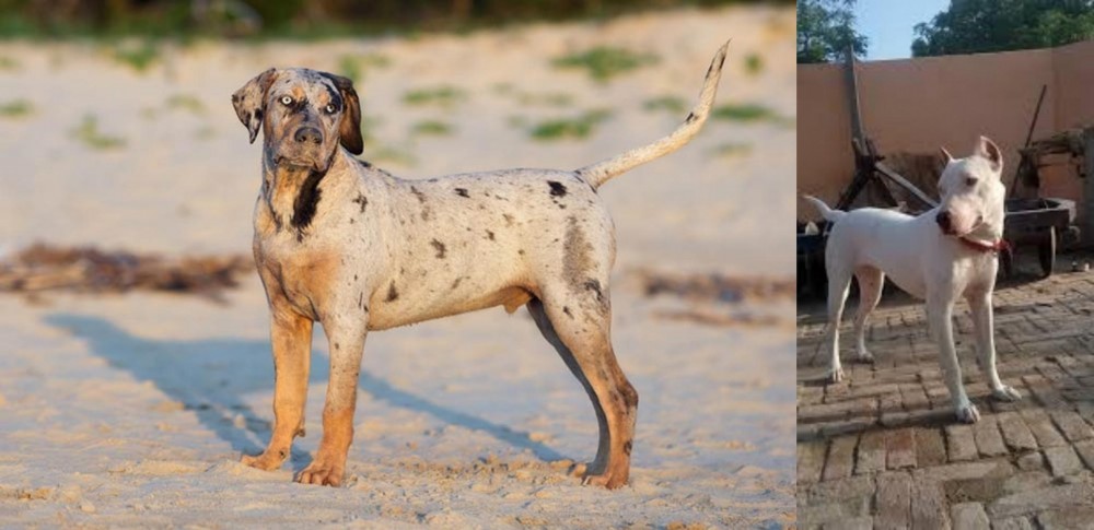 Indian Bull Terrier vs Catahoula Cur - Breed Comparison