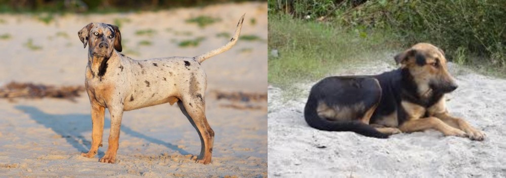 Indian Pariah Dog vs Catahoula Cur - Breed Comparison