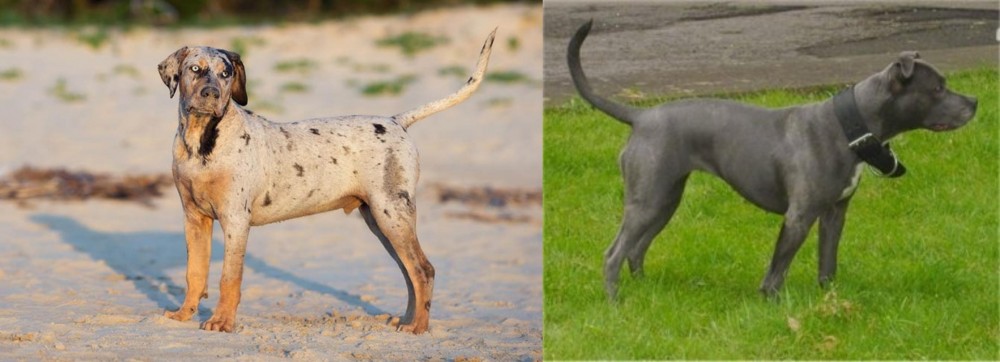 Irish Bull Terrier vs Catahoula Cur - Breed Comparison