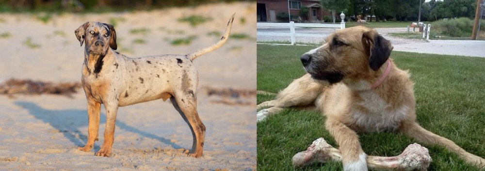 Irish Mastiff Hound vs Catahoula Cur - Breed Comparison