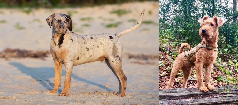 Irish Terrier vs Catahoula Cur - Breed Comparison