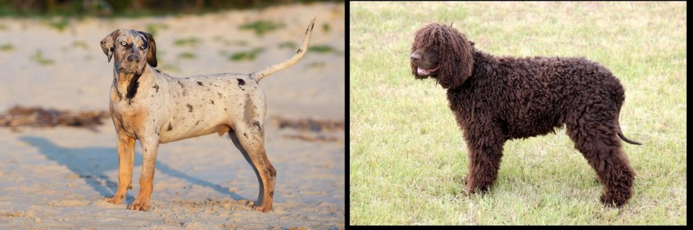 Irish Water Spaniel vs Catahoula Cur - Breed Comparison