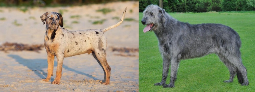 Irish Wolfhound vs Catahoula Cur - Breed Comparison
