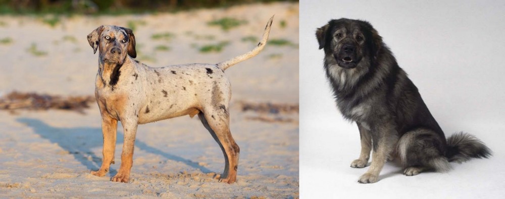Istrian Sheepdog vs Catahoula Cur - Breed Comparison