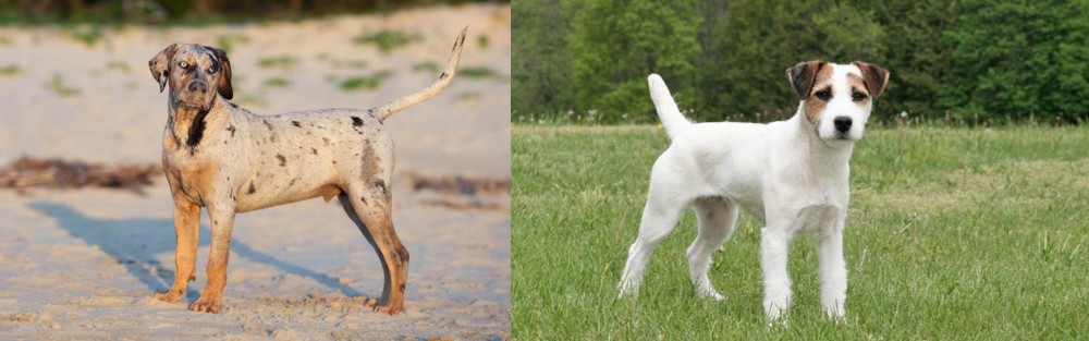 Jack Russell Terrier vs Catahoula Cur - Breed Comparison