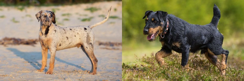 Jagdterrier vs Catahoula Cur - Breed Comparison