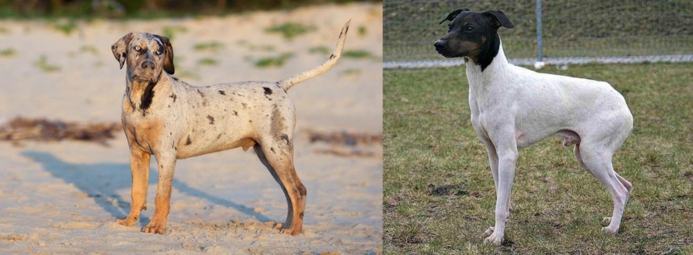 Japanese Terrier vs Catahoula Cur - Breed Comparison