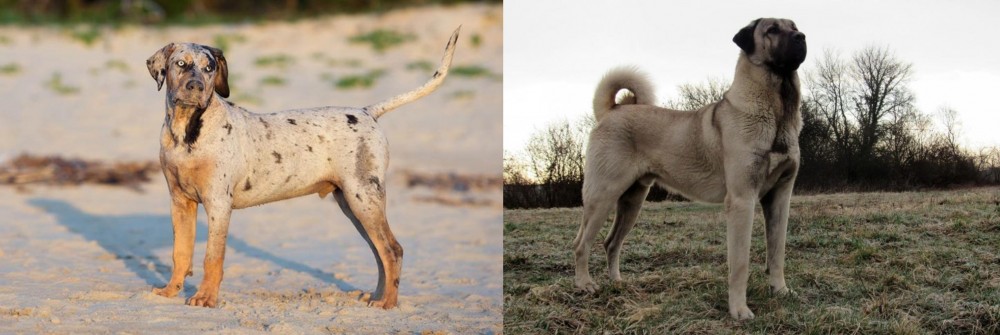 Kangal Dog vs Catahoula Cur - Breed Comparison