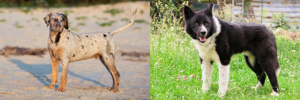 Karelian Bear Dog vs Catahoula Cur - Breed Comparison