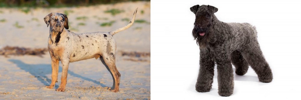 Kerry Blue Terrier vs Catahoula Cur - Breed Comparison