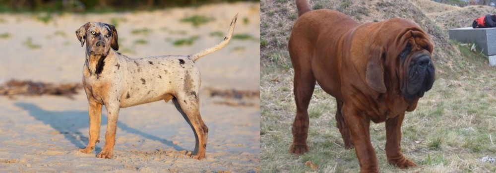 Korean Mastiff vs Catahoula Cur - Breed Comparison