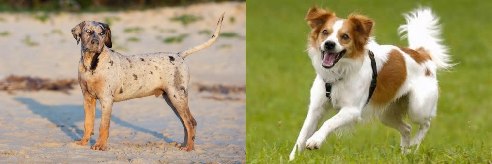 Kromfohrlander vs Catahoula Cur - Breed Comparison