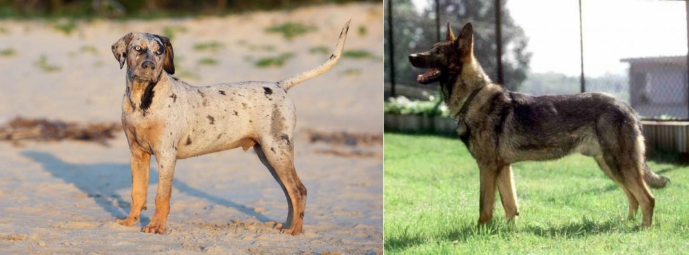Kunming Dog vs Catahoula Cur - Breed Comparison