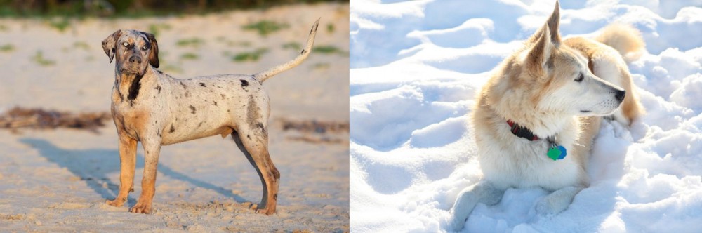 Labrador Husky vs Catahoula Cur - Breed Comparison