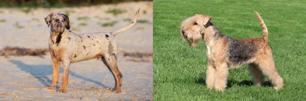 Lakeland Terrier vs Catahoula Cur - Breed Comparison