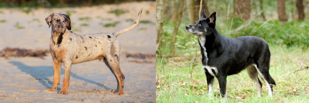 Lapponian Herder vs Catahoula Cur - Breed Comparison