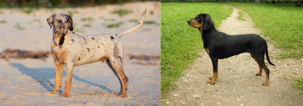 Latvian Hound vs Catahoula Cur - Breed Comparison