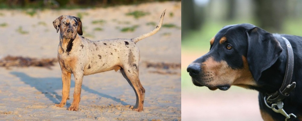 Lithuanian Hound vs Catahoula Cur - Breed Comparison