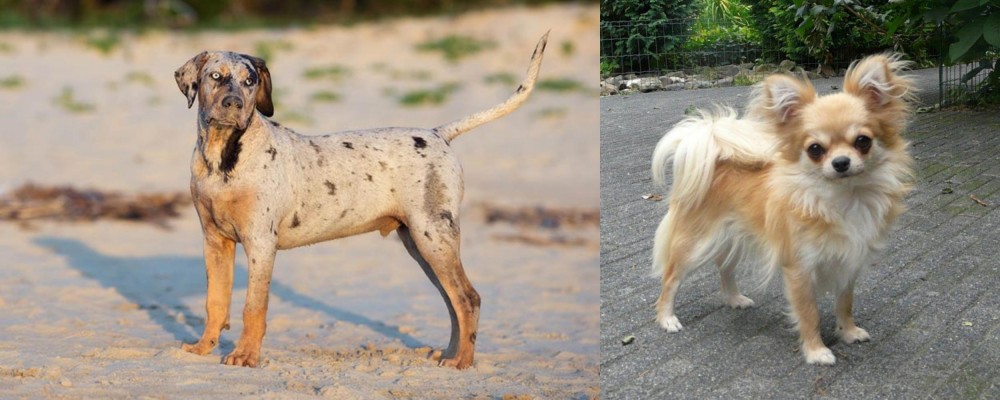 Long Haired Chihuahua vs Catahoula Cur - Breed Comparison