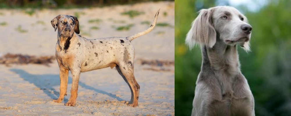 Longhaired Weimaraner vs Catahoula Cur - Breed Comparison