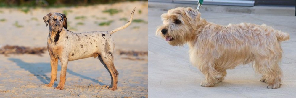 Lucas Terrier vs Catahoula Cur - Breed Comparison