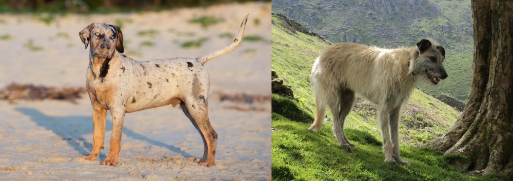 Lurcher vs Catahoula Cur - Breed Comparison