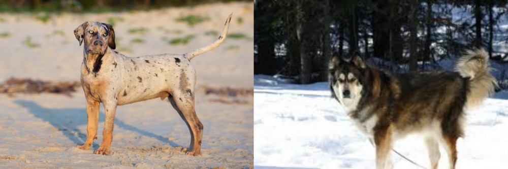 Mackenzie River Husky vs Catahoula Cur - Breed Comparison