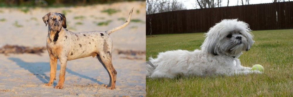 Mal-Shi vs Catahoula Cur - Breed Comparison