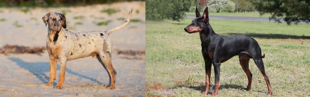 Manchester Terrier vs Catahoula Cur - Breed Comparison