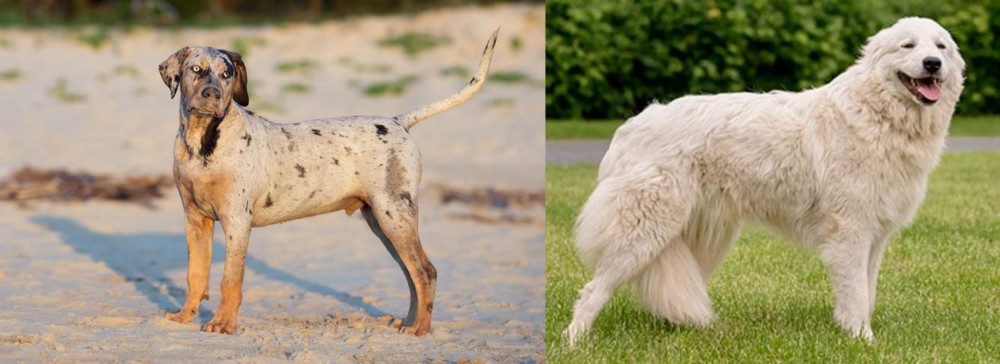 Maremma Sheepdog vs Catahoula Cur - Breed Comparison
