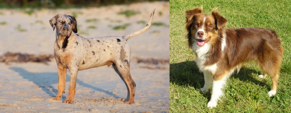 Miniature Australian Shepherd vs Catahoula Cur - Breed Comparison