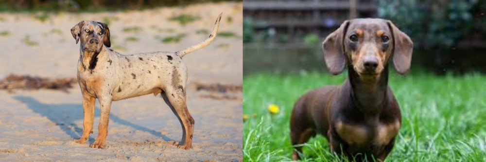 Miniature Dachshund vs Catahoula Cur - Breed Comparison