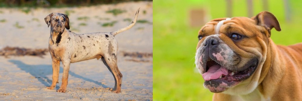 Miniature English Bulldog vs Catahoula Cur - Breed Comparison