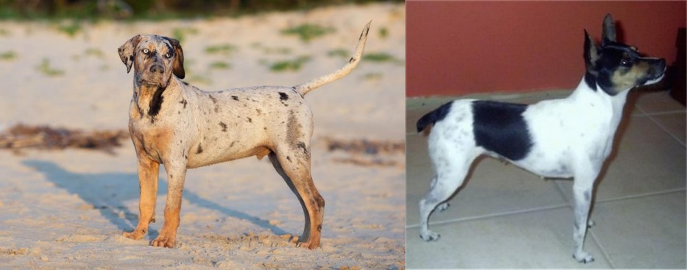 Miniature Fox Terrier vs Catahoula Cur - Breed Comparison