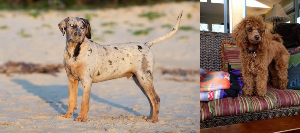Miniature Poodle vs Catahoula Cur - Breed Comparison