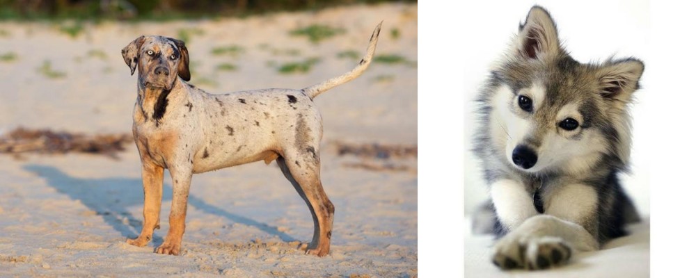 Miniature Siberian Husky vs Catahoula Cur - Breed Comparison