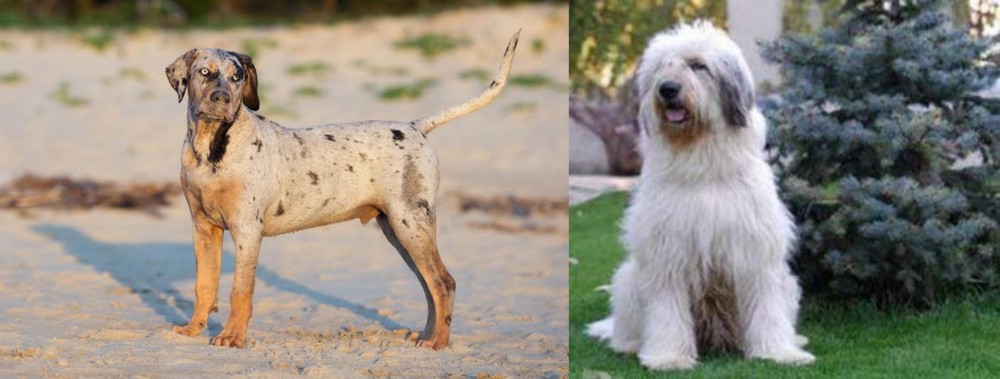 Mioritic Sheepdog vs Catahoula Cur - Breed Comparison