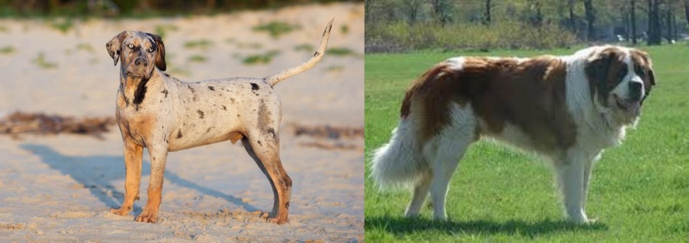 Moscow Watchdog vs Catahoula Cur - Breed Comparison