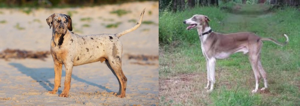 Mudhol Hound vs Catahoula Cur - Breed Comparison