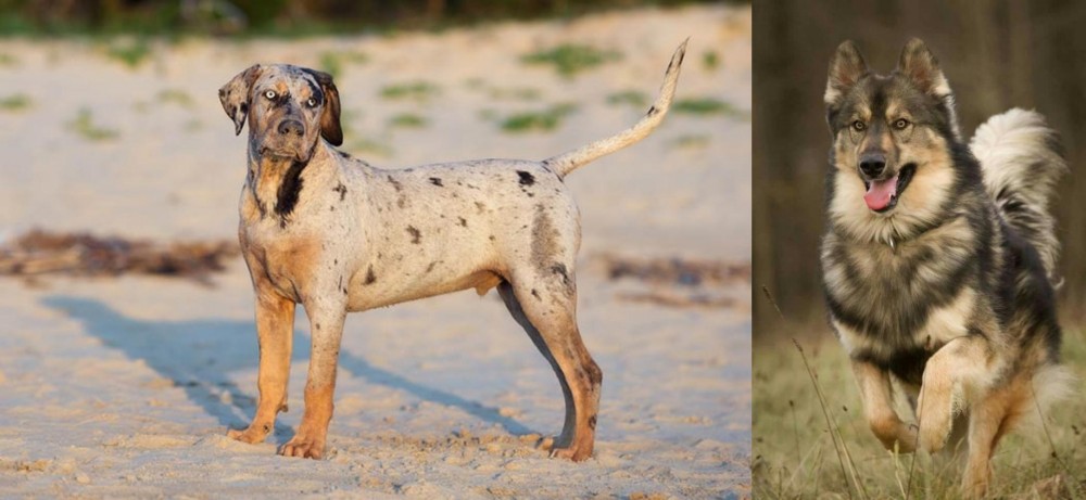 Native American Indian Dog vs Catahoula Cur - Breed Comparison