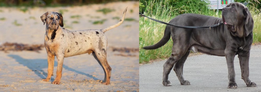 Neapolitan Mastiff vs Catahoula Cur - Breed Comparison