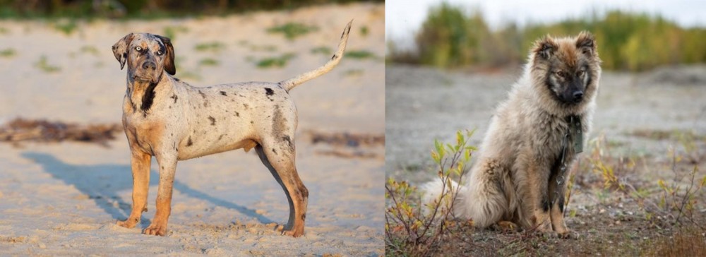 Nenets Herding Laika vs Catahoula Cur - Breed Comparison