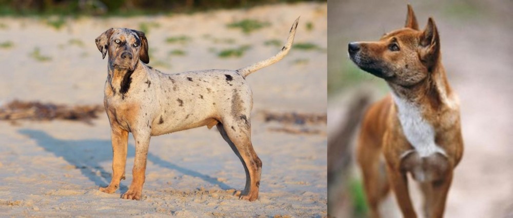 New Guinea Singing Dog vs Catahoula Cur - Breed Comparison