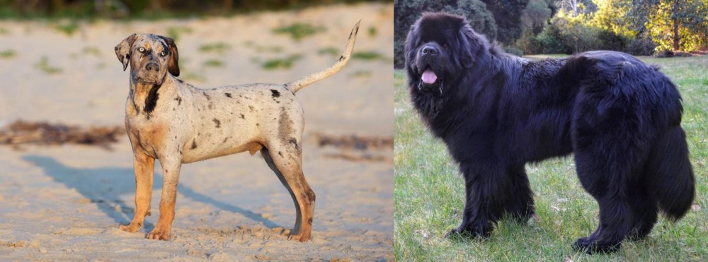 Newfoundland Dog vs Catahoula Cur - Breed Comparison