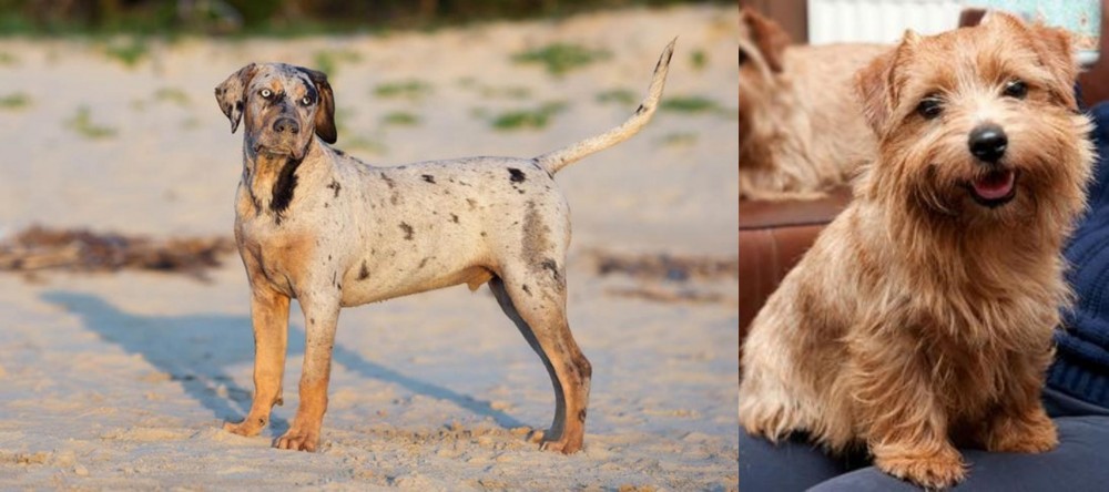 Norfolk Terrier vs Catahoula Cur - Breed Comparison