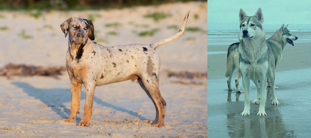Northern Inuit Dog vs Catahoula Cur - Breed Comparison
