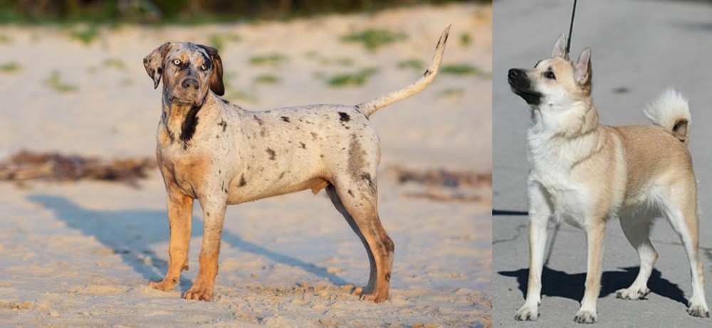 Norwegian Buhund vs Catahoula Cur - Breed Comparison