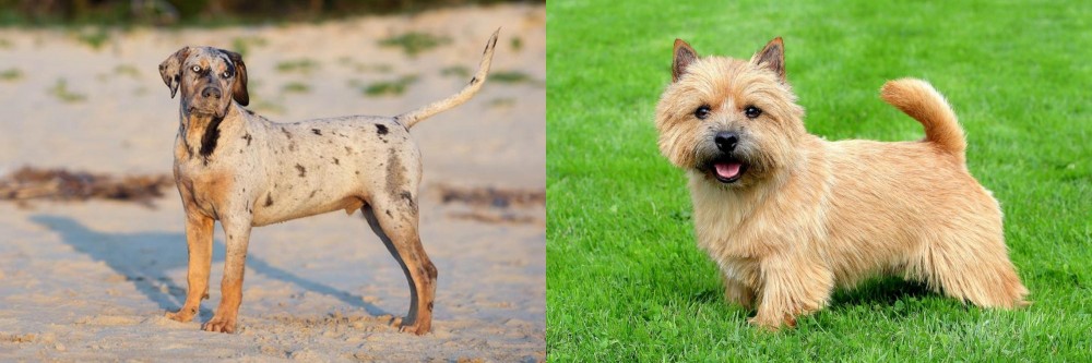 Norwich Terrier vs Catahoula Cur - Breed Comparison