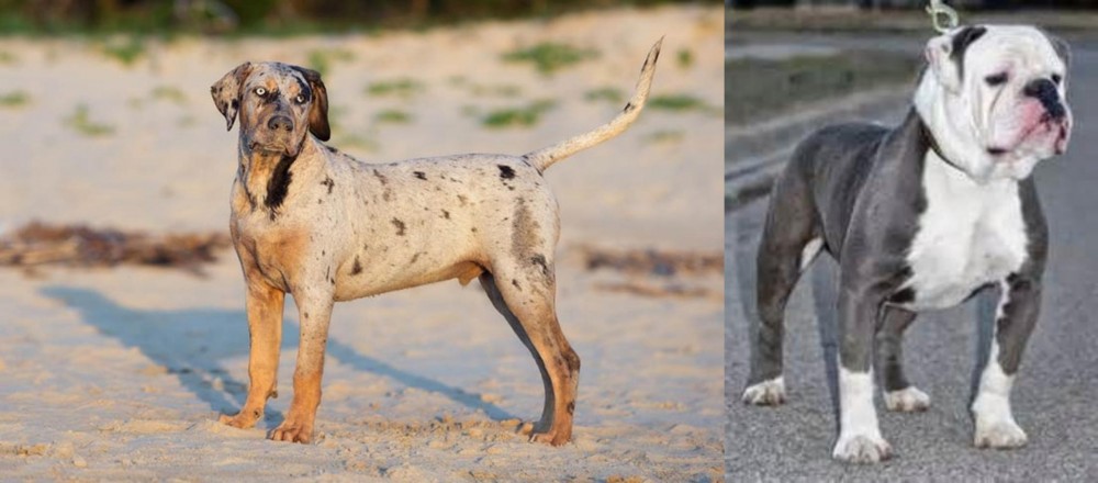 Old English Bulldog vs Catahoula Cur - Breed Comparison